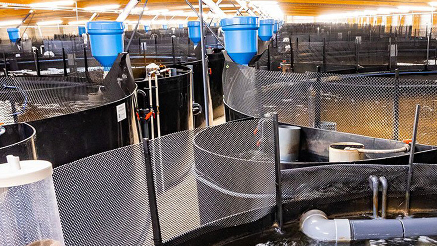 Prawn Tanks